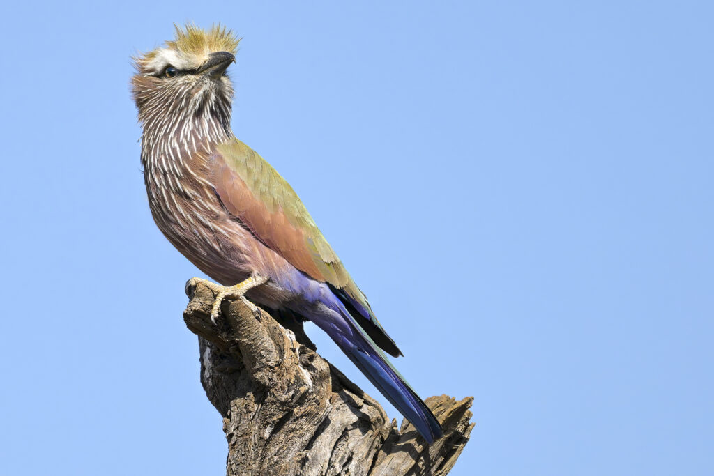 Purple Roller(Coracias naevius) wall art bird print