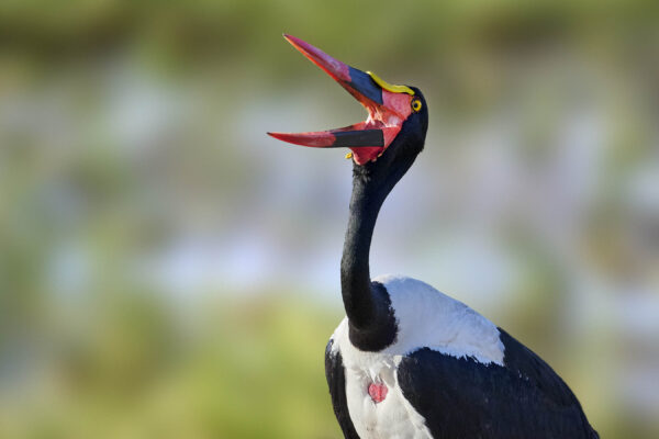 Saddle-billed Stork