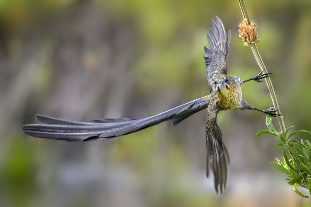 Cape Sugarbird (Promerops cafer) wall art bird print