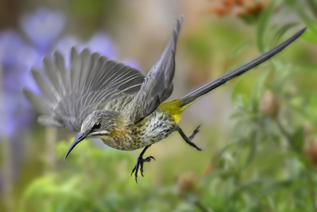 Cape Sugarbird (Promerops cafer) wall art bird print