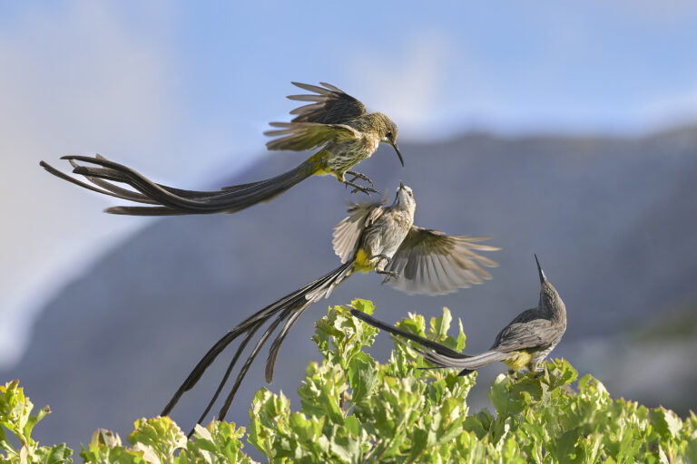 Cape Sugarbird