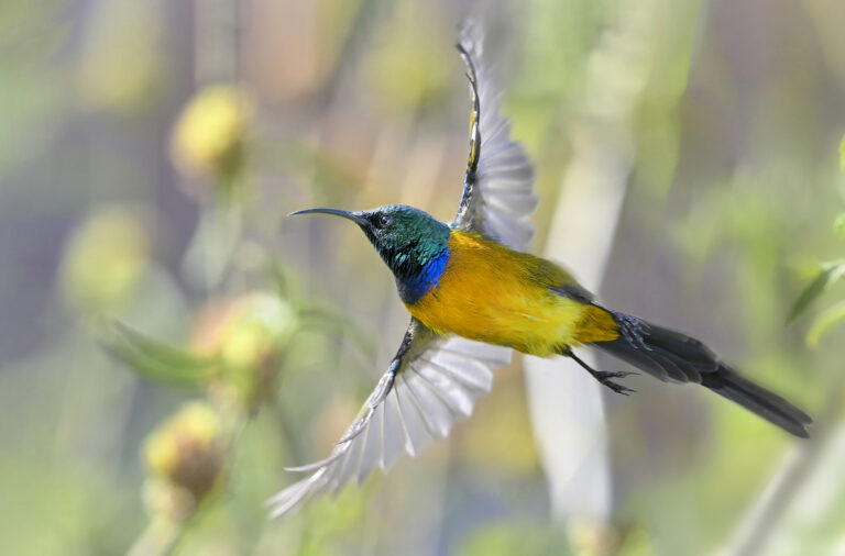 Orange-breasted Sunbird