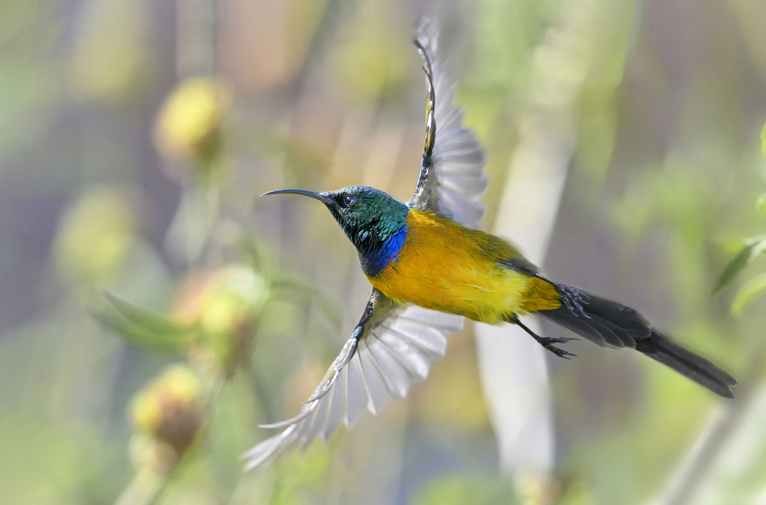 Sunbird, Orange-breasted 20