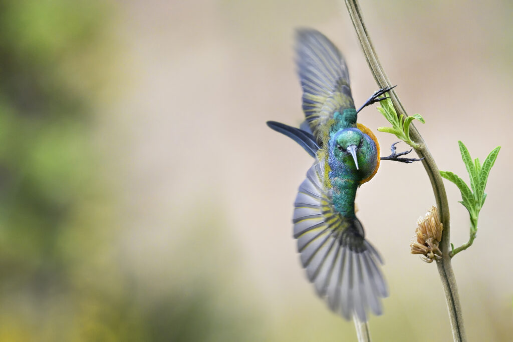 Orange-breasted Sunbird (Anthobaphes violacea) wall art bird print
