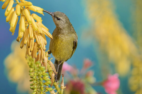 Orange-breasted Sunbird