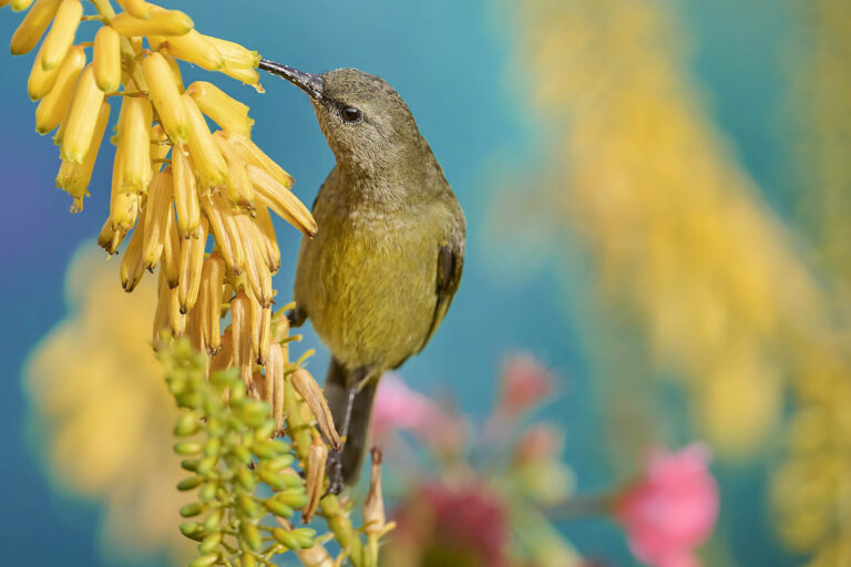 Orange-breasted Sunbird