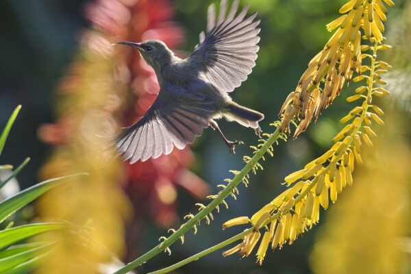 Orange-breasted Sunbird (Fledgling)