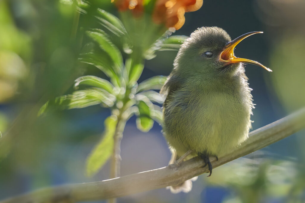 Orange-breasted Sunbird (Anthobaphes violacea) wall art bird print