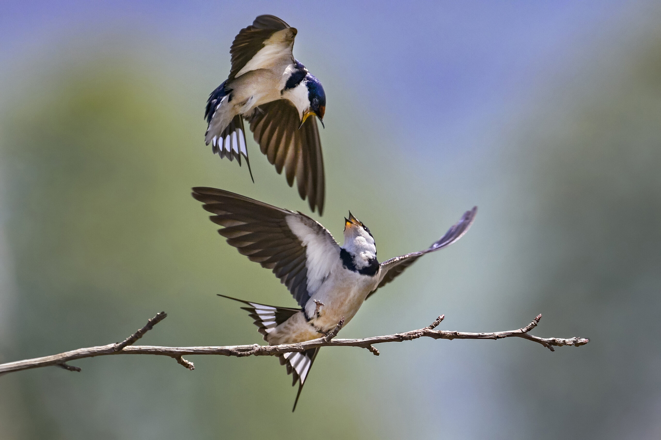 Swallow, White-throated 7