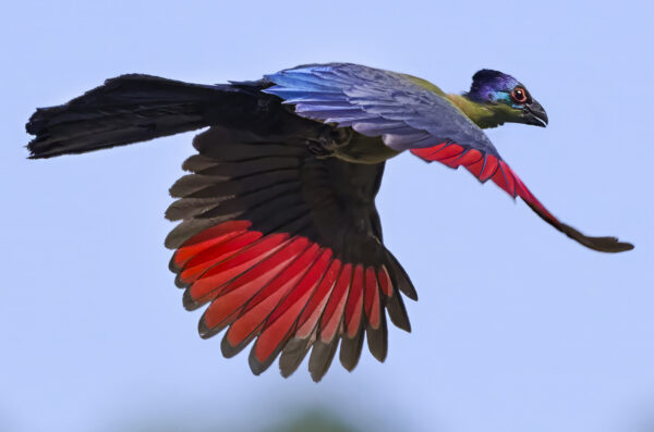 Purple-crested Turaco