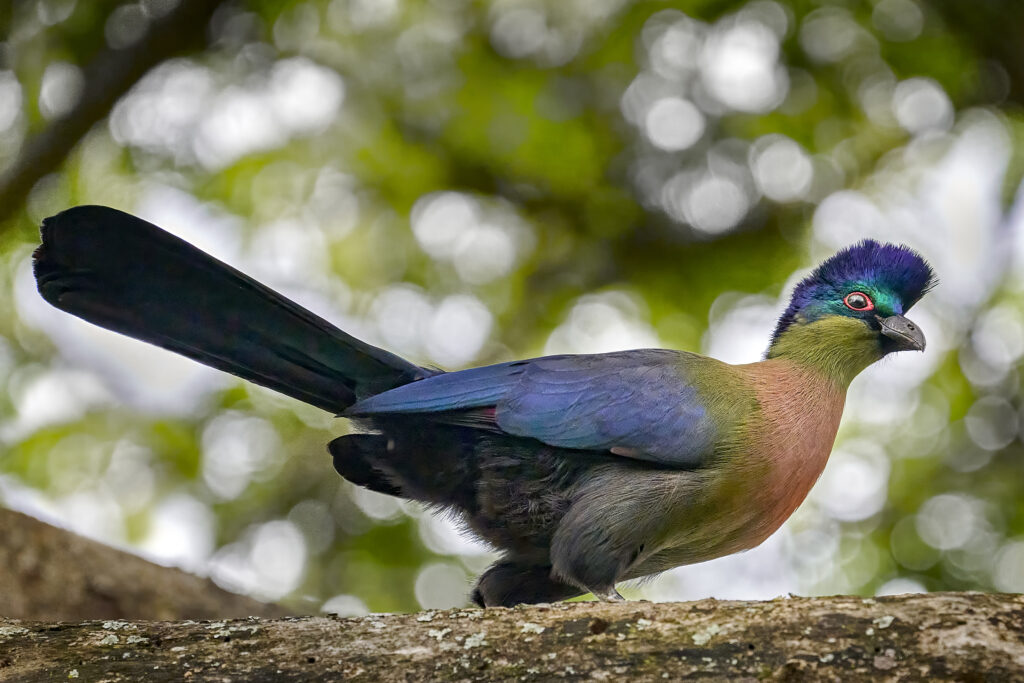 Purple-crested Turaco (Gallirex porphyreolophus) AKA Loerie wall art bird print
