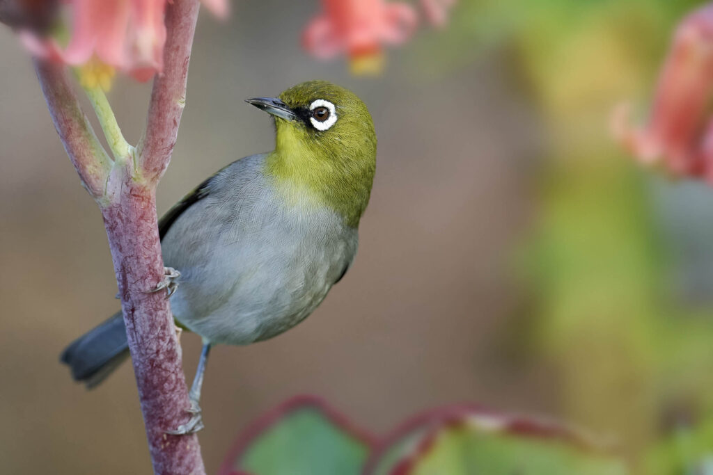 Cape White-eye (Zosterops virens) wall art bird print