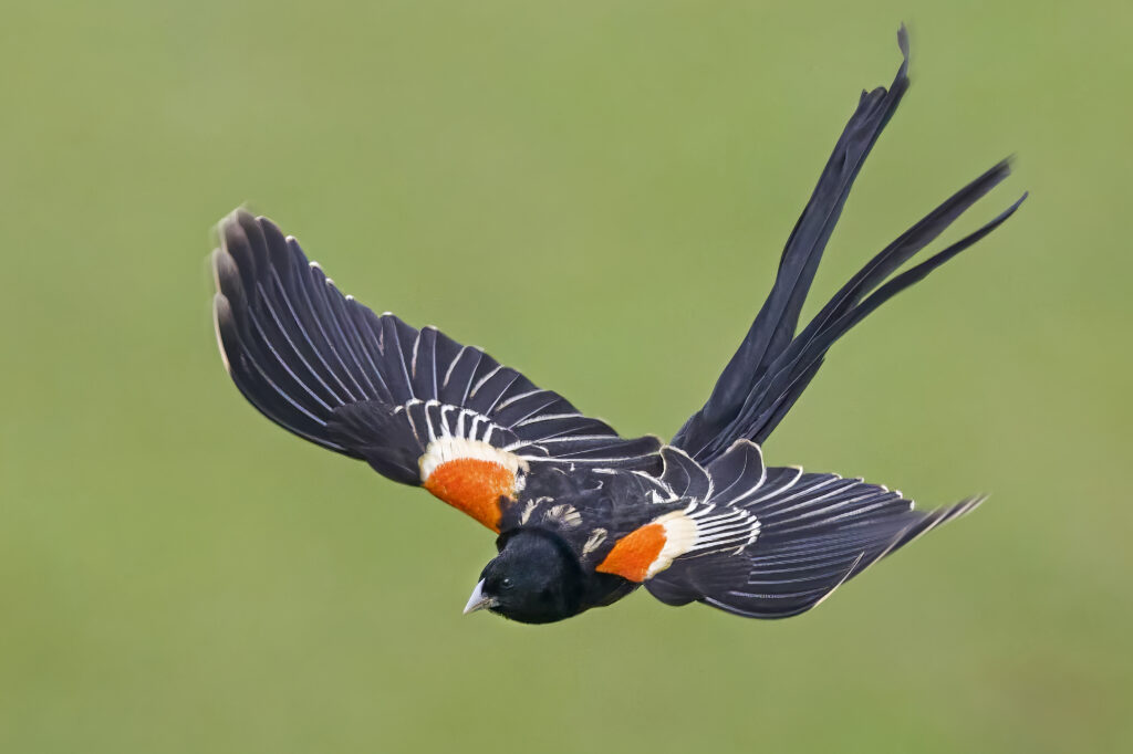 Long-tailed Widowbird (Euplectes progne) wall art bird print