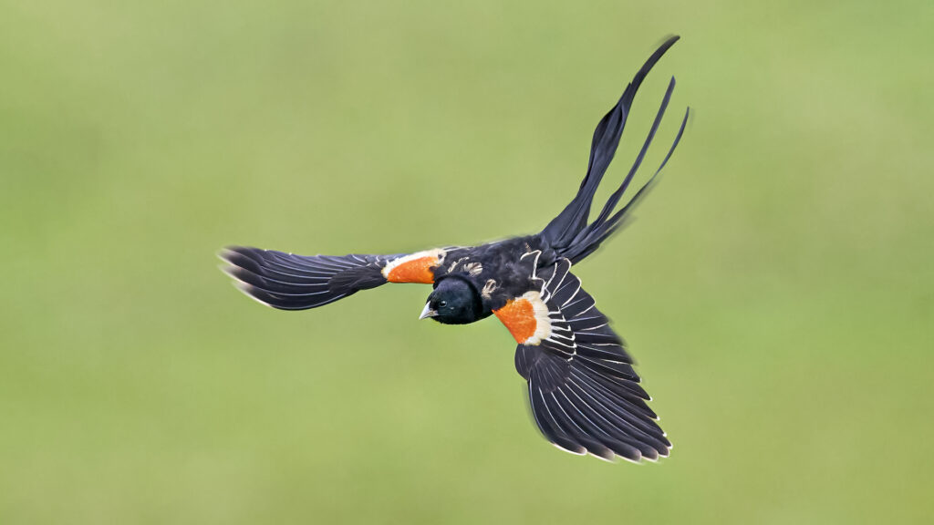 The Long-tailed Widowbird is known for the male’s exceptionally long, flowing black tail feathers displayed during breeding season. Found in grasslands and open fields, the male performs graceful flight displays to attract females, contrasting beautifully against his bright orange-red shoulder patches.