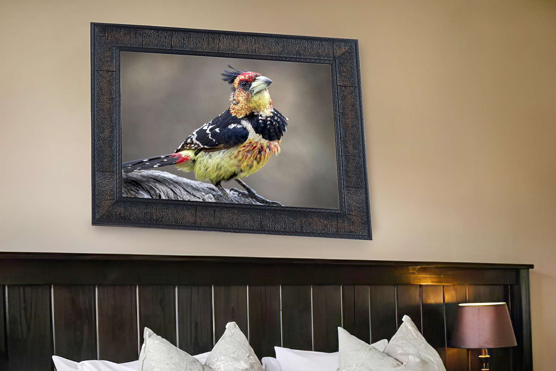Crested Barbet wall art
