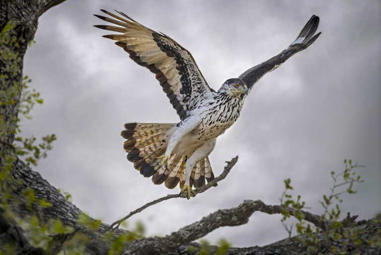 African Hawk-Eagle