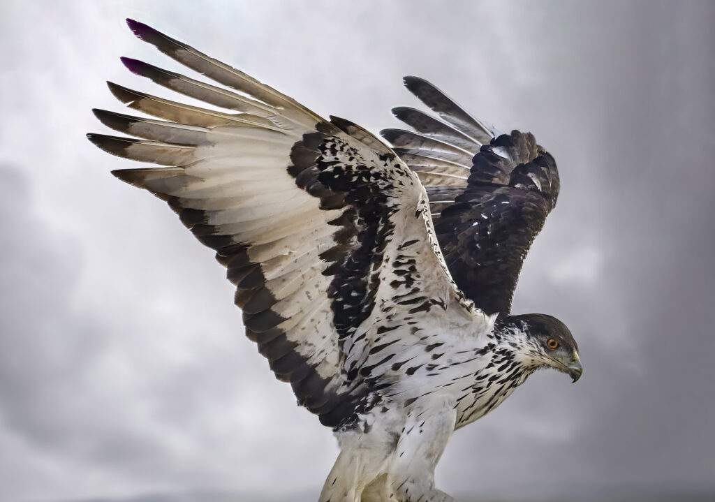 African Hawk Eagle wall art bird print