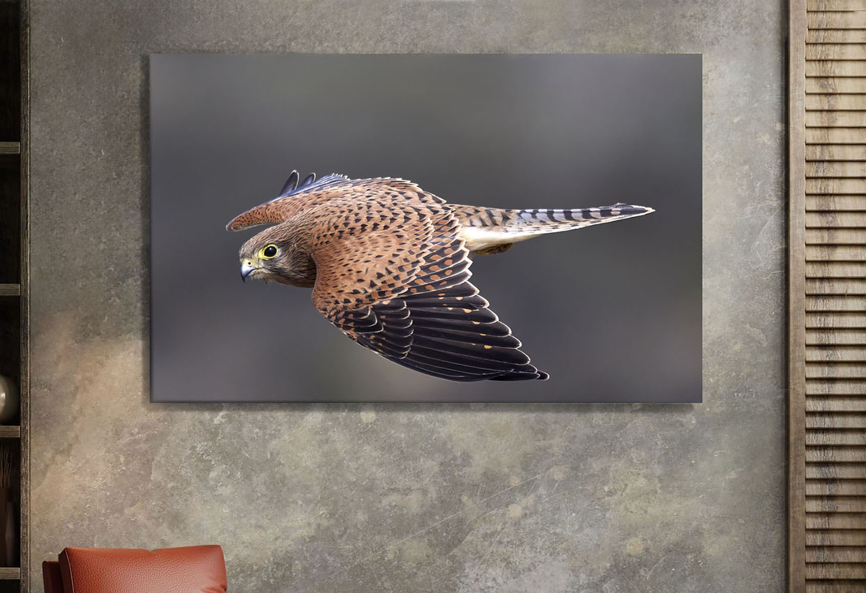 Rock Kestrel wall art