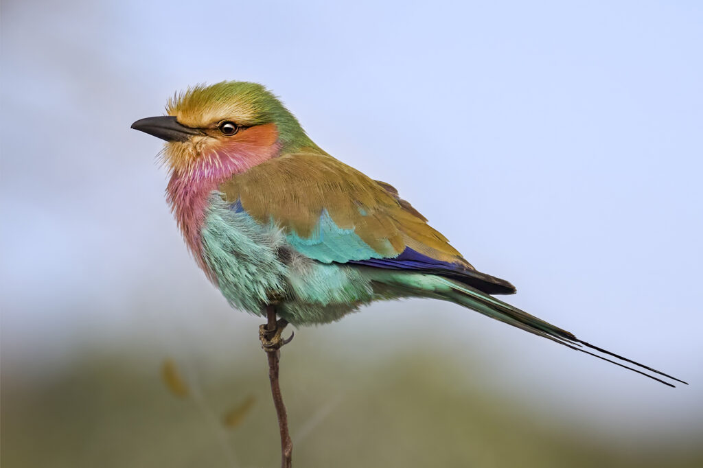 Lilac-breasted Roller wall art bird print