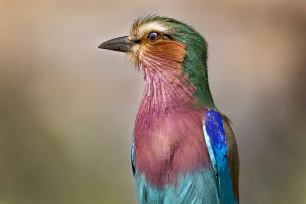 Lilac-breasted Roller