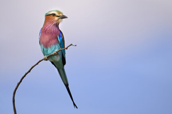 Lilac-breasted Roller