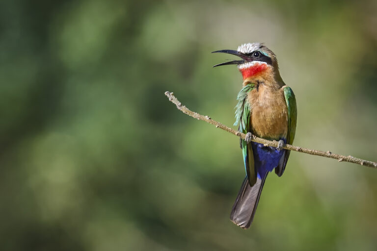 White-fronted Bee-eater