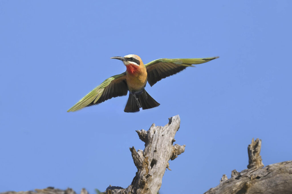 White-fronted Bee-eater (Merops bullockoides) wall art bird print