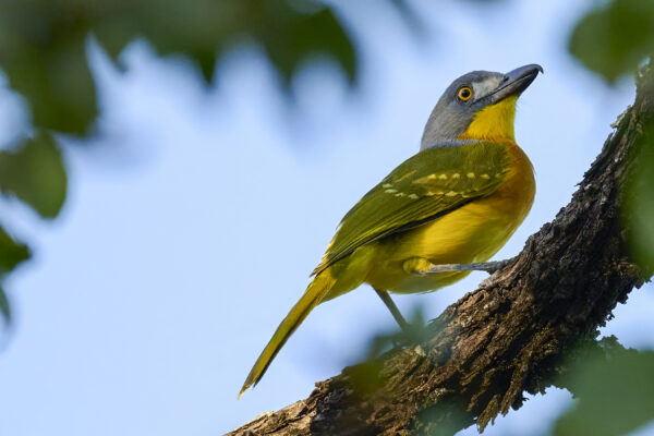 Grey-headed Bush-shrike
