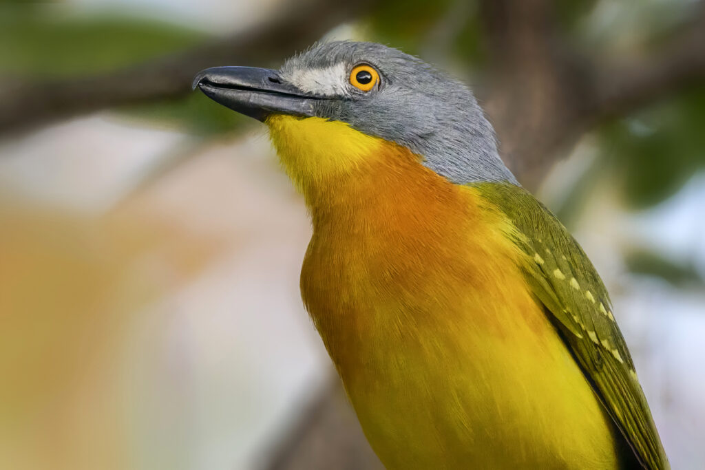 Grey-headed Bush-shrike(Malaconotus blanchoti) wall art bird print