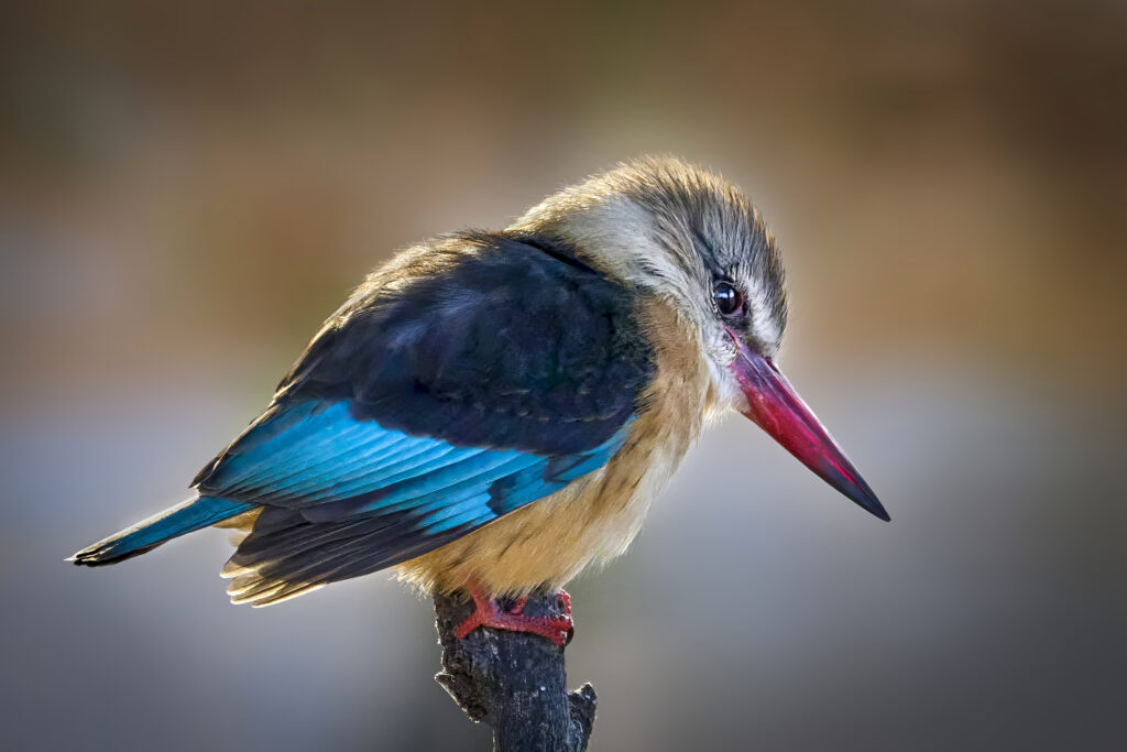 Brown-hooded Kingfisher (Halcyon albiventris) wall art bird prints