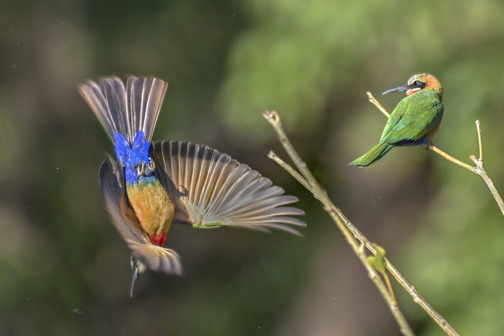 White-fronted Bee-eater (Merops bullockoides) wall art bird print