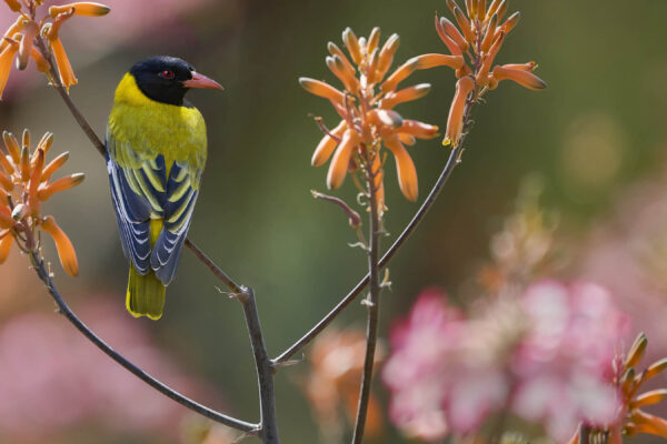 Black-headed Oriole