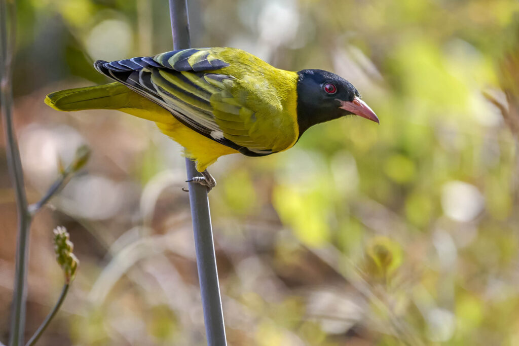 Black-headed Oriole (Oriolus larvatus) wall art bird print