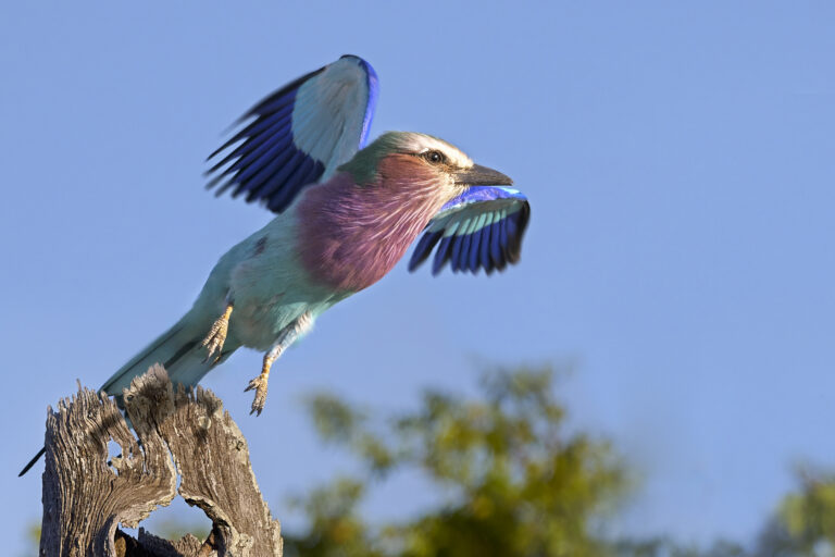 Lilac-breasted Roller