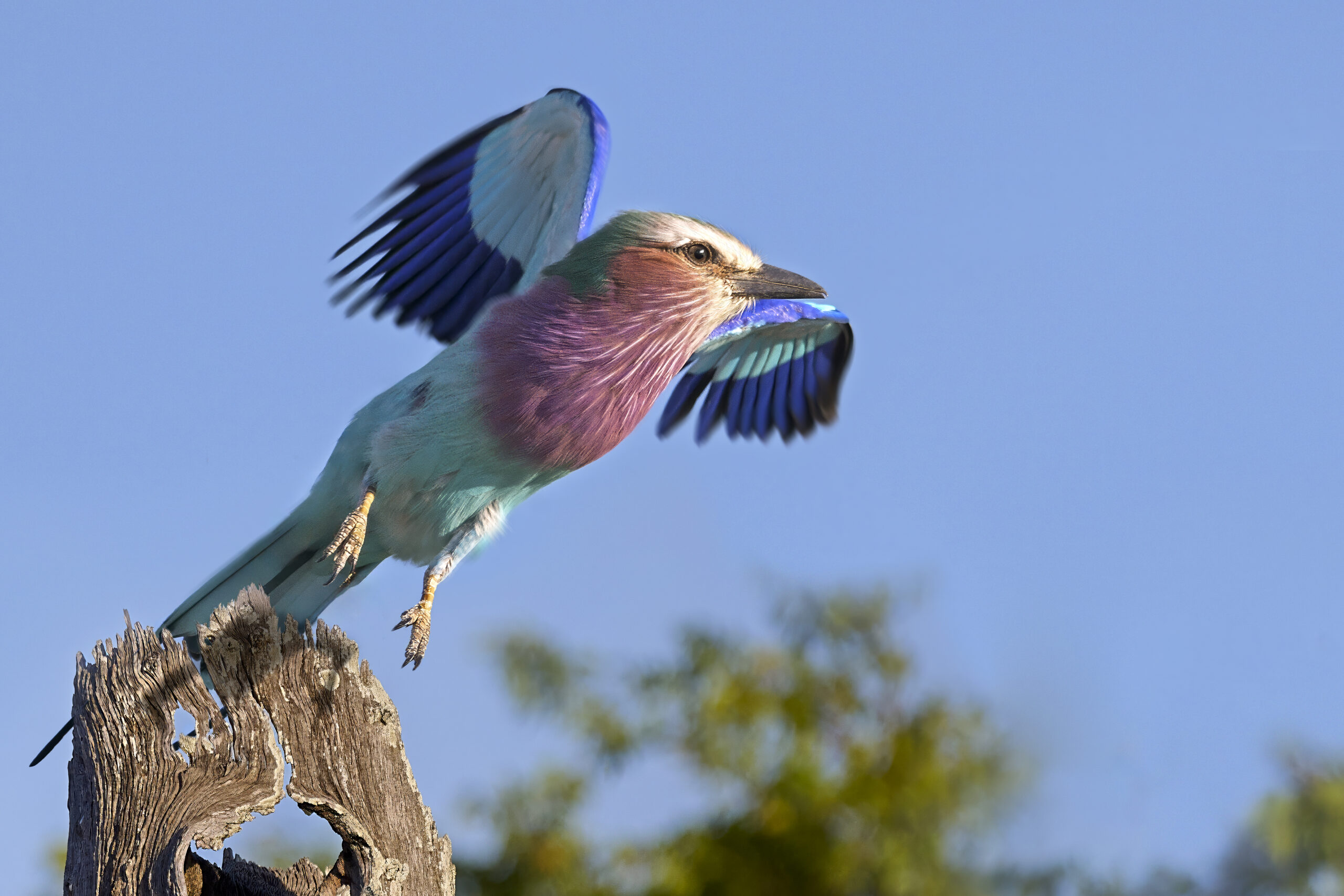 Lilac-breasted Roller