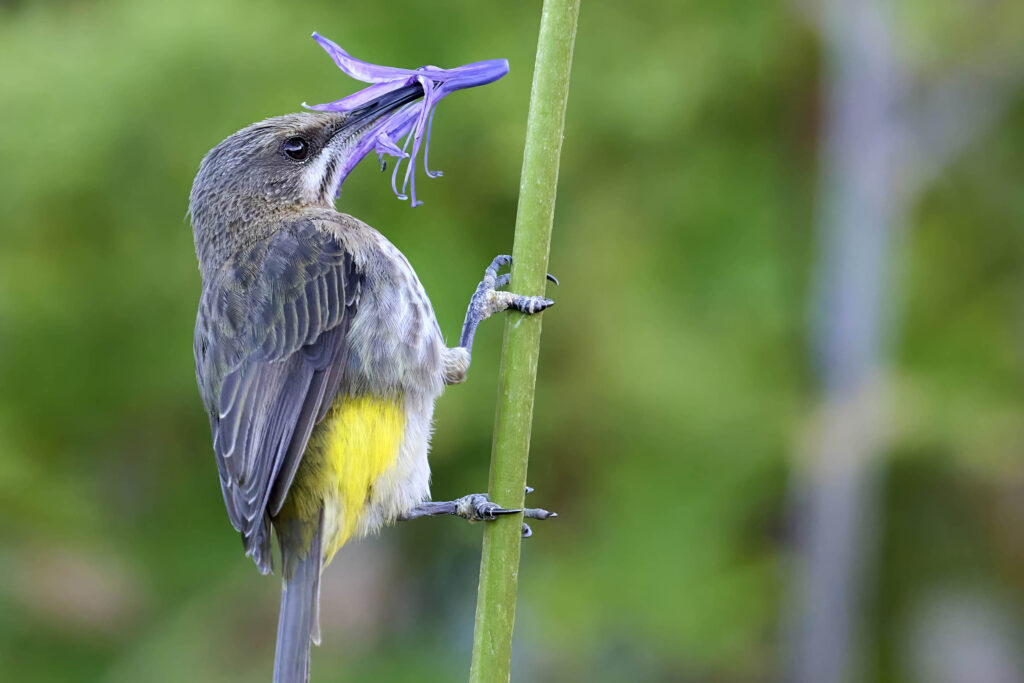 Cape Sugarbird (Promerops cafer) wall art bird print