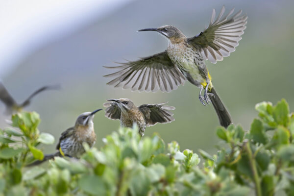 Cape Sugarbird