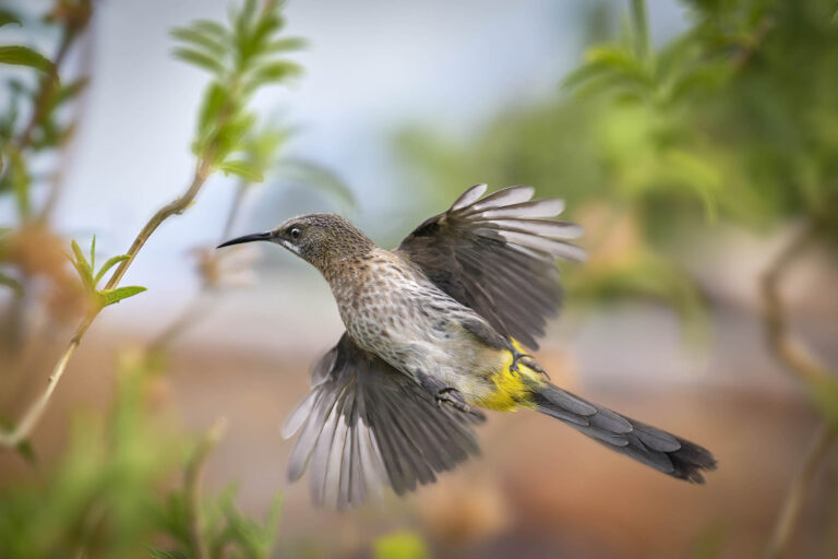 Cape Sugarbird