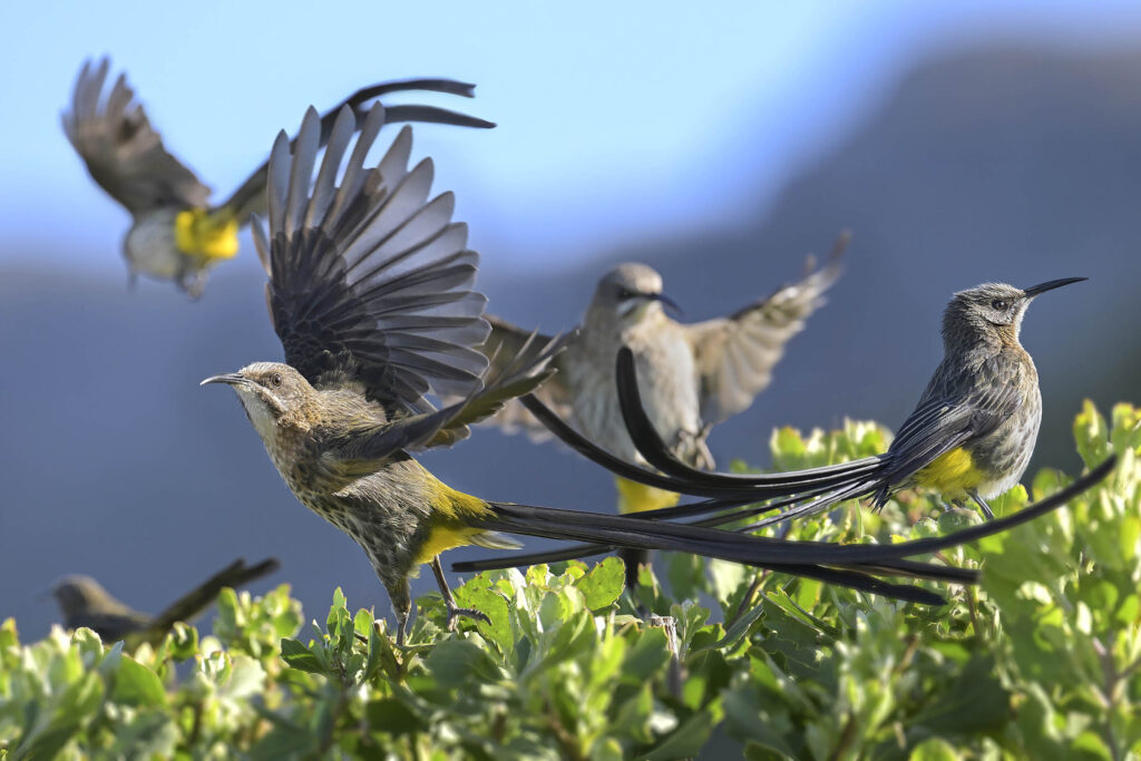 Cape Sugarbird (Promerops cafer) wall art bird print