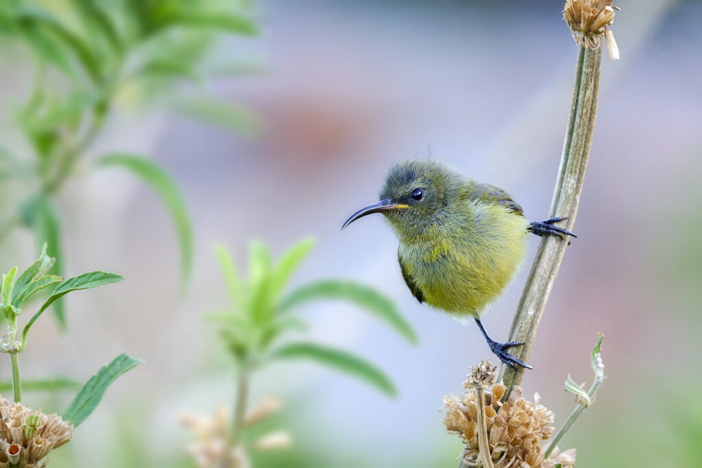 Orange-breasted Sunbird fledgling (Anthobaphes violacea) wall art bird print