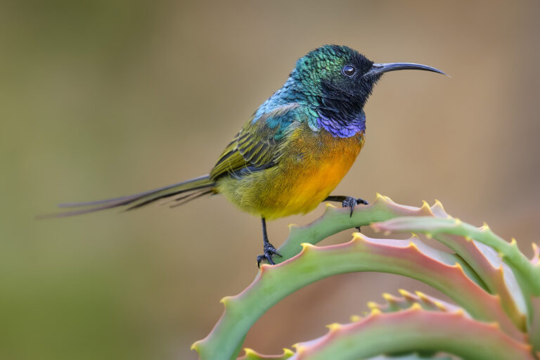 Orange-breasted Sunbird