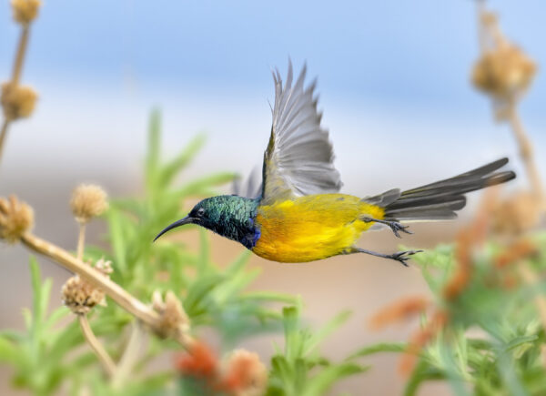 Orange-breasted Sunbird
