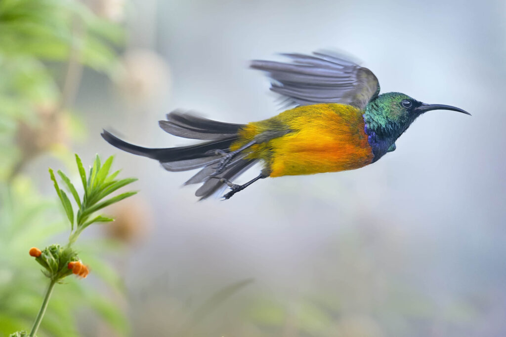 Orange-breasted Sunbird (Anthobaphes violacea) wall art bird print