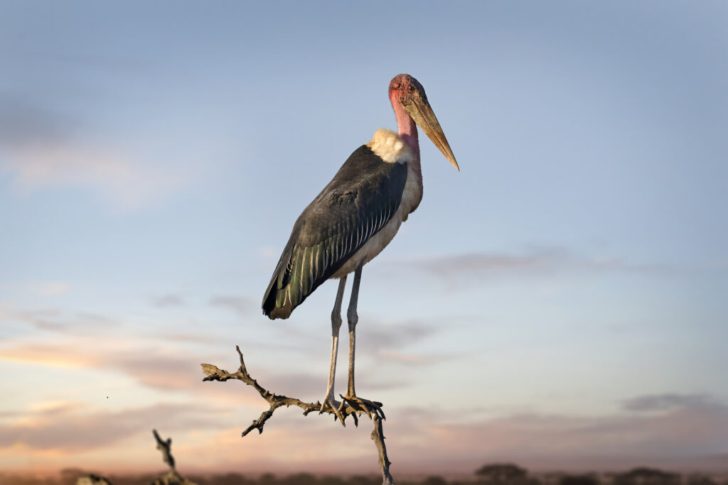 Marabou Stork (Leptoptilos crumenifer) wall art bird print