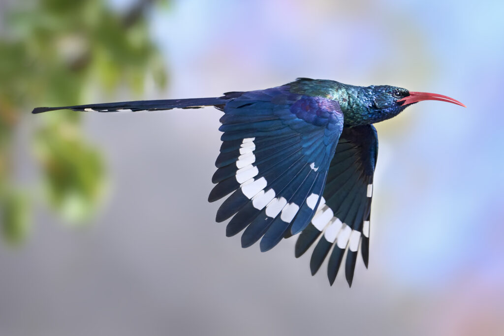 Green Wood-hoopoe (Phoeniculus purpureus) wall art bird print