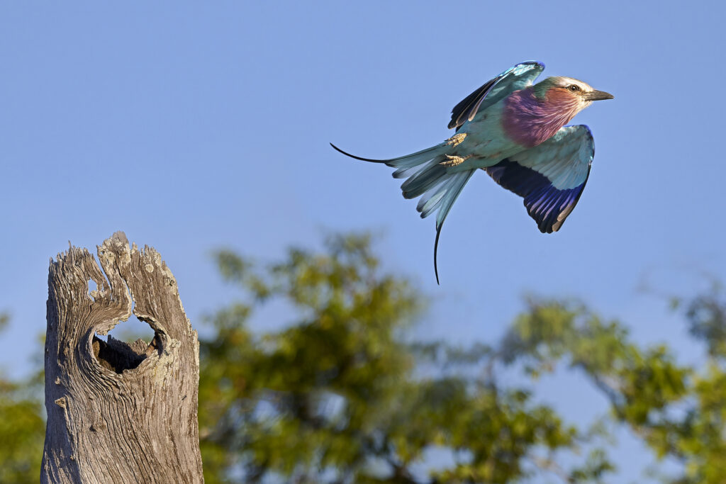 Lilac-breasted Roller wall art bird print