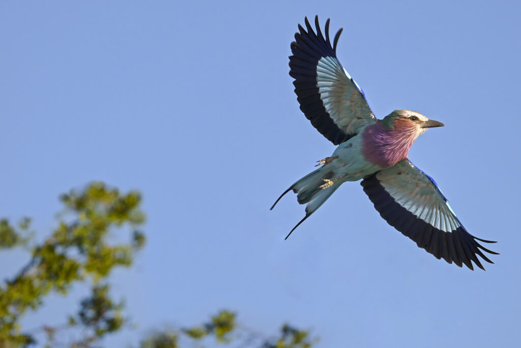 Lilac-breasted Roller wall art bird print