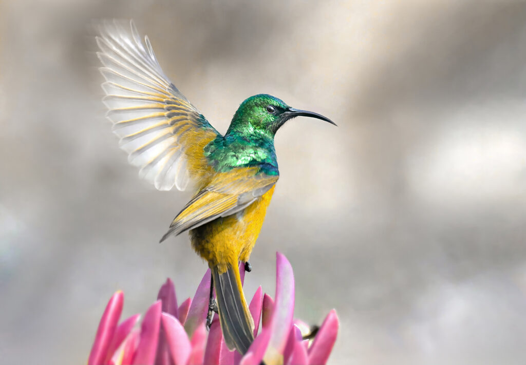 Orange-breasted Sunbird (Anthobaphes violacea) wall art bird print