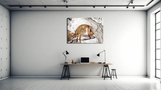 Ant studio