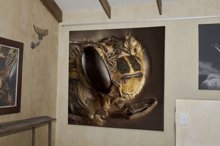 Bee portrait in situ